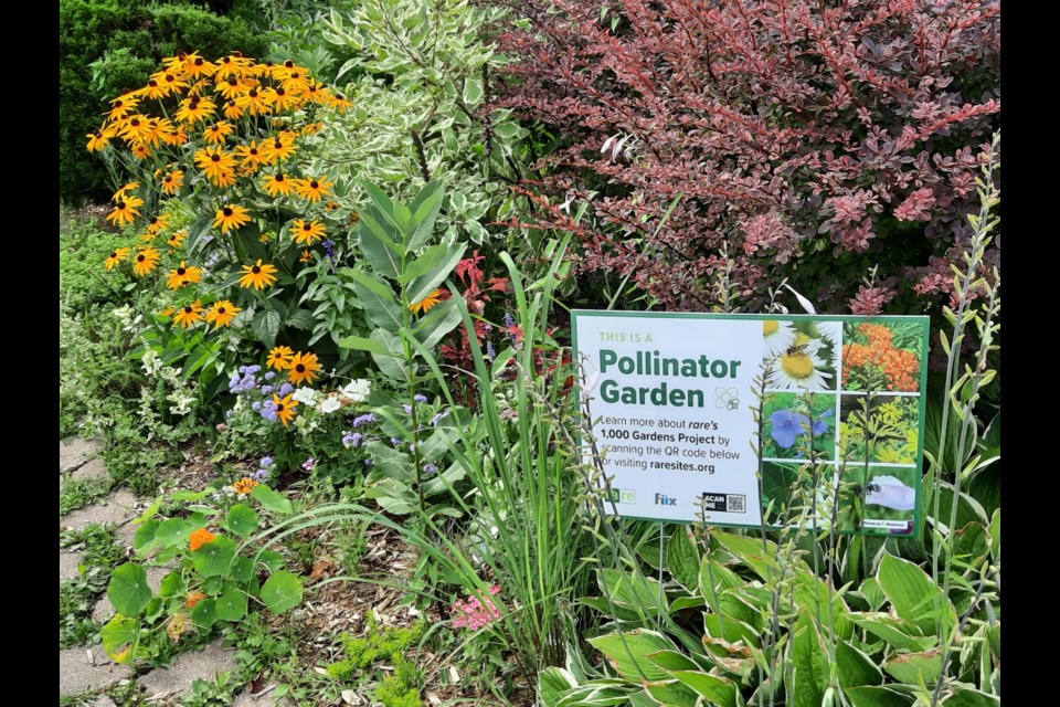 A pollinator garden part of The 1000 Gardens Project by the rare  Charitable Research Reserve.