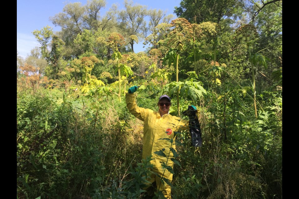 A volunteer with the Giant Hogweed Mitigation Project, a residents' group, stands next to fully grown giant hogweed plants.