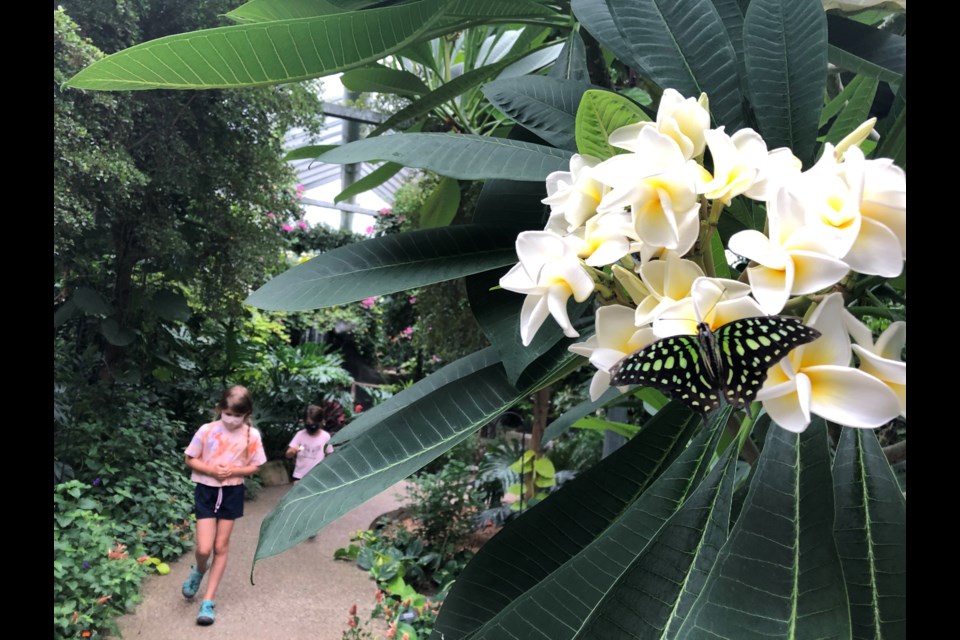 A butterfly rests on the Hawaiian Lei Flower that welcomes visitors to the Cambridge Butterfly Conservatory's tropical garden.