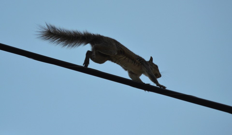 squirrel_on_utility_line