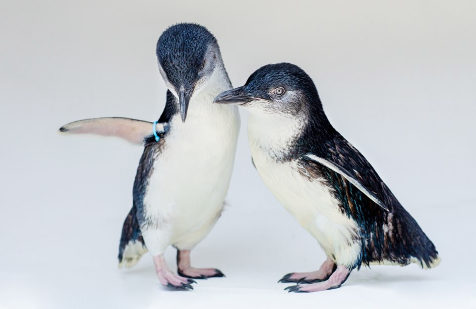 Birch Aquarium -Little Blue Penguins-12 (3)