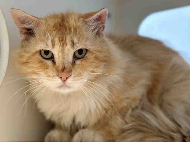 Boba is a seven-year-old red tabby cat that resides at the Bonita South Shelter./ Photo:
Taken from Animal Services Website