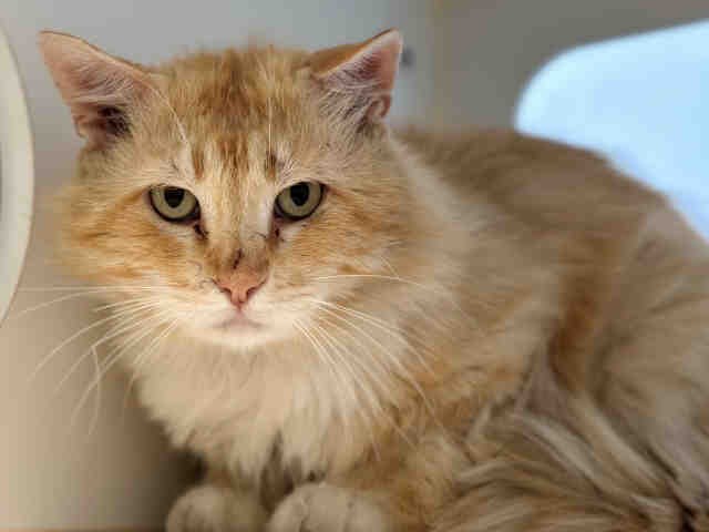 Boba is a seven-year-old red tabby cat that resides at the Bonita South Shelter./ Photo:
Taken from Animal Services Website