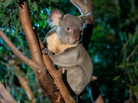 “The San Diego Alliance has reintroduced 44 endangered species to their native habitats”./
Photo: San Diego Zoo Wildlife Alliance Website