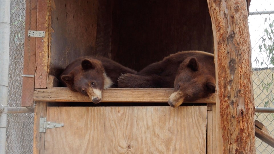 Orphaned black bears going to Amarillo Zoo - 1