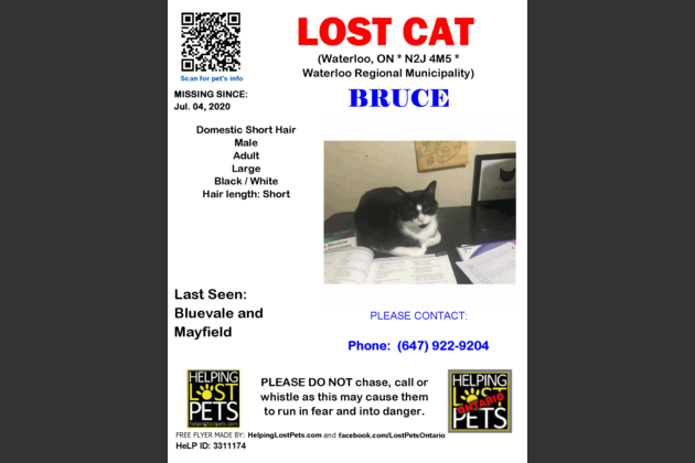 Lost Cat Named Bruce Kitchener News