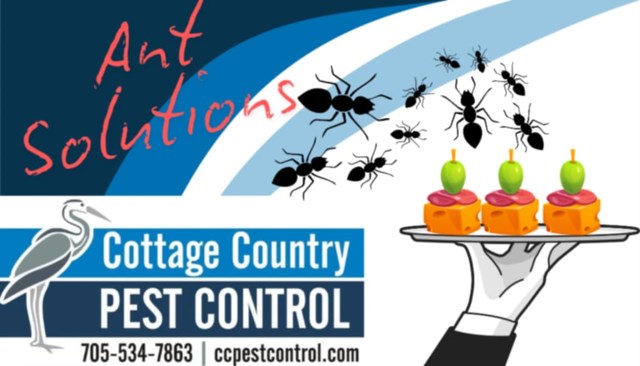 antsolutions