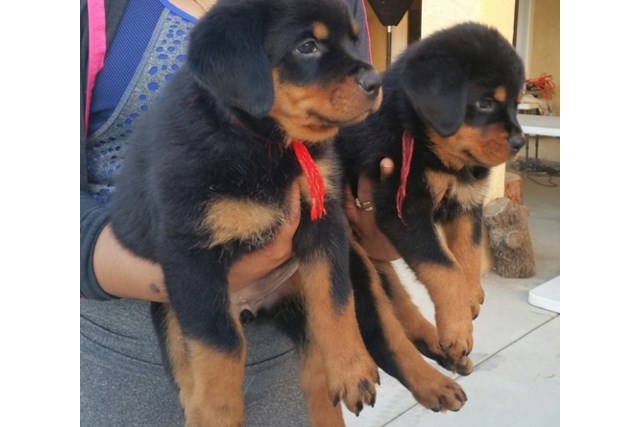 rottweilers,