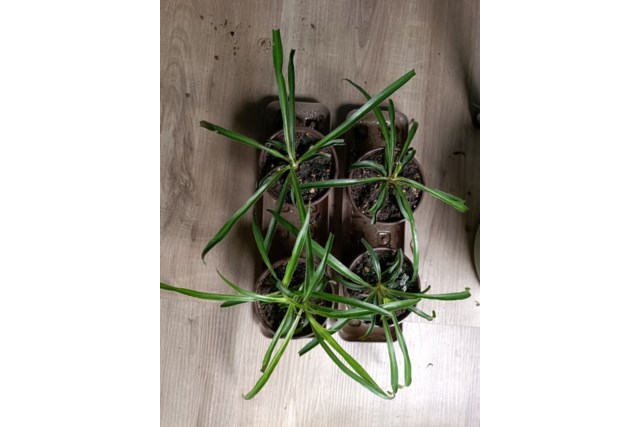 potted 3
