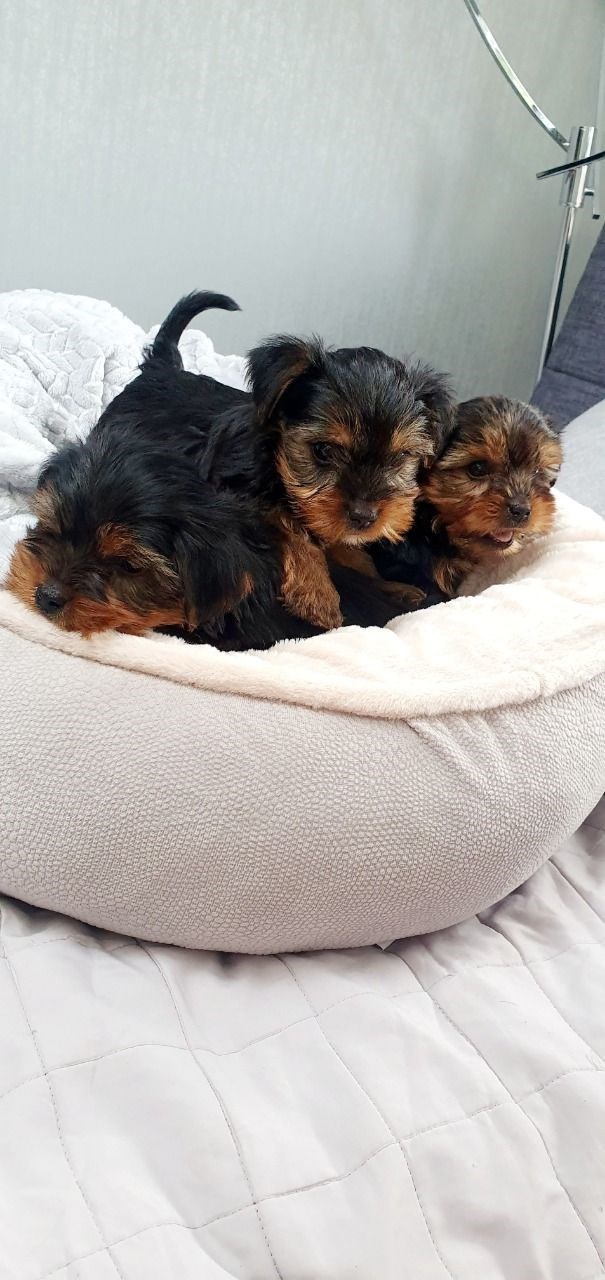 Teacup yorkie best sale for sale ontario