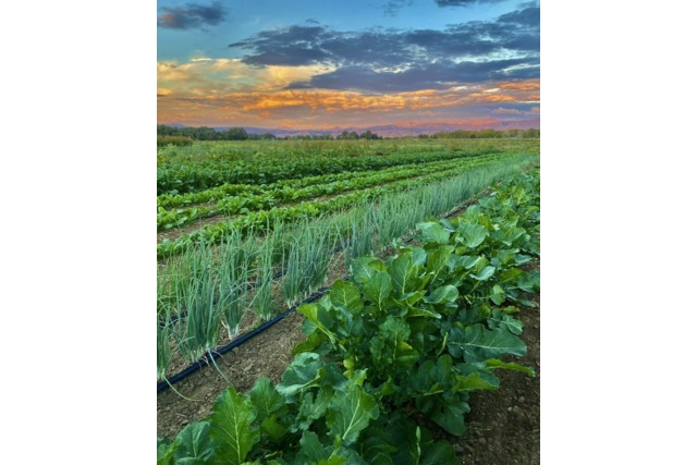 Ollin Farms