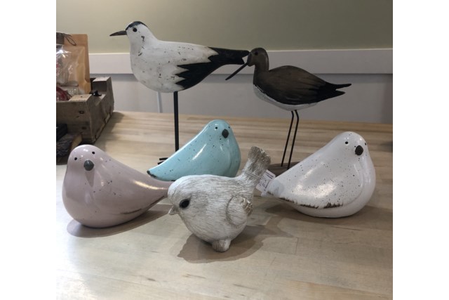 birds