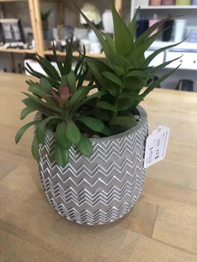 plant