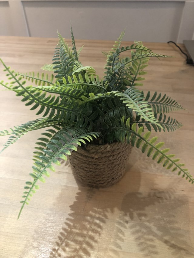 fern