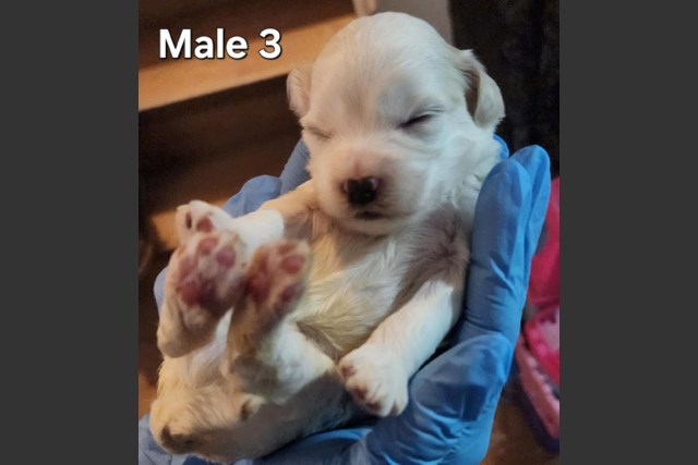 2 week old maltipoo puppies cheap
