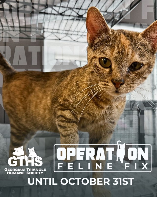GTHS_OperationFelineFix2025