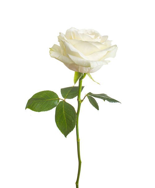 WhiteRose1