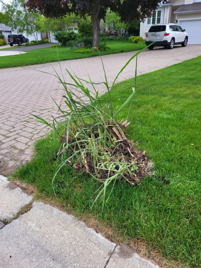 Grass