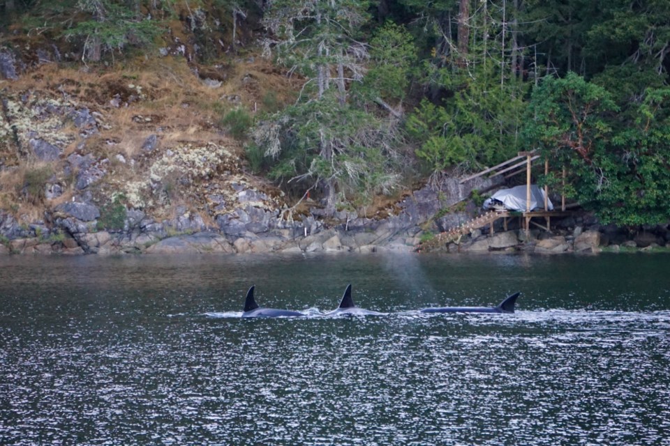 A pod of orcas was spotted in Pender Harbour's Gunboat Bay on Aug. 15. 