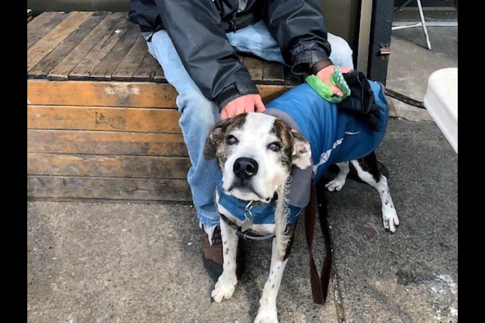 'Maya,' is just one dog who's owner turned to the BC SPCA when times got tough. 