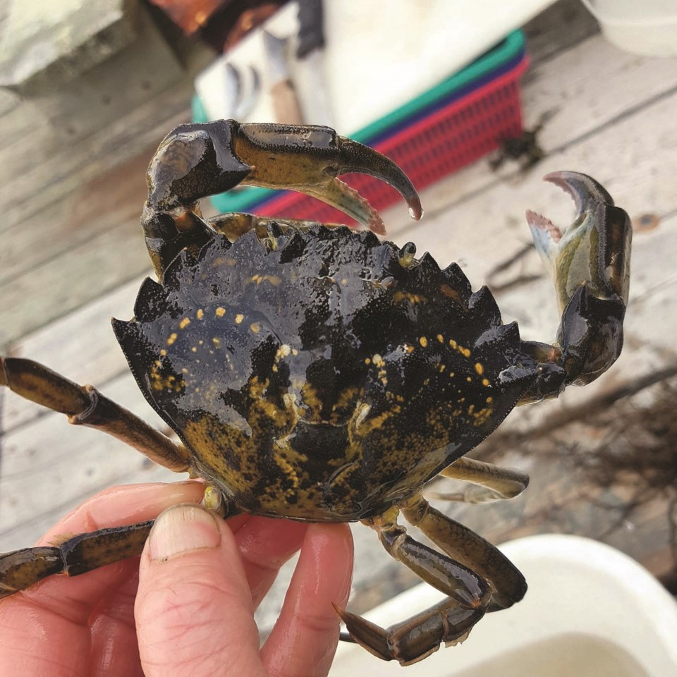 c-crab-_d