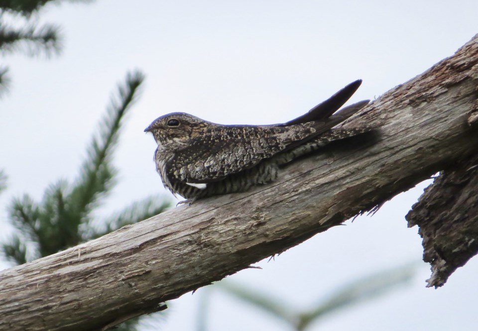 common-nighthawk-on-a-perch-credit-ren-ferguson-scaled