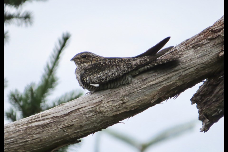 Common nighthawk on a perch.