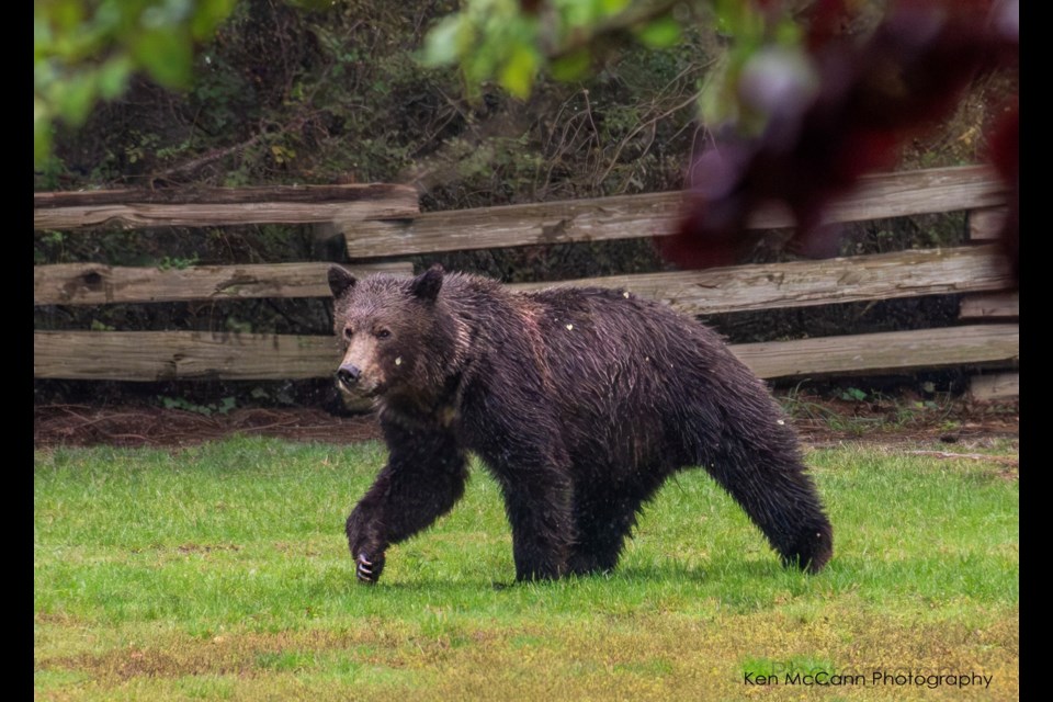 A grizzly bear made its way from downtown Sechelt to Davis Bay, last September. .
