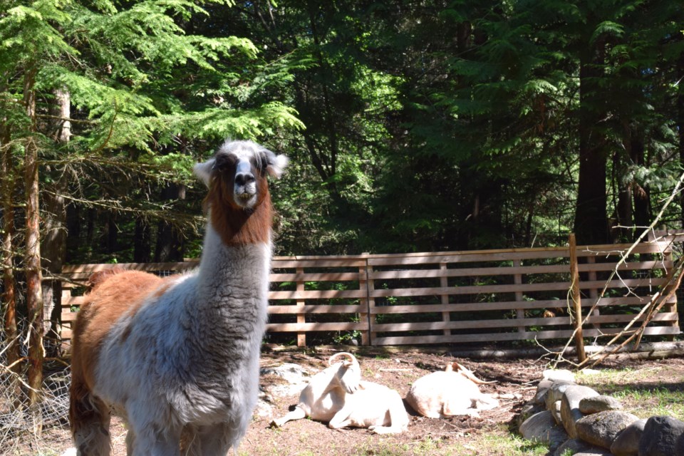 Angel the llama is excited to welcome guests to the gala fundraiser at Kitchensink Sanctuary, July13. 
