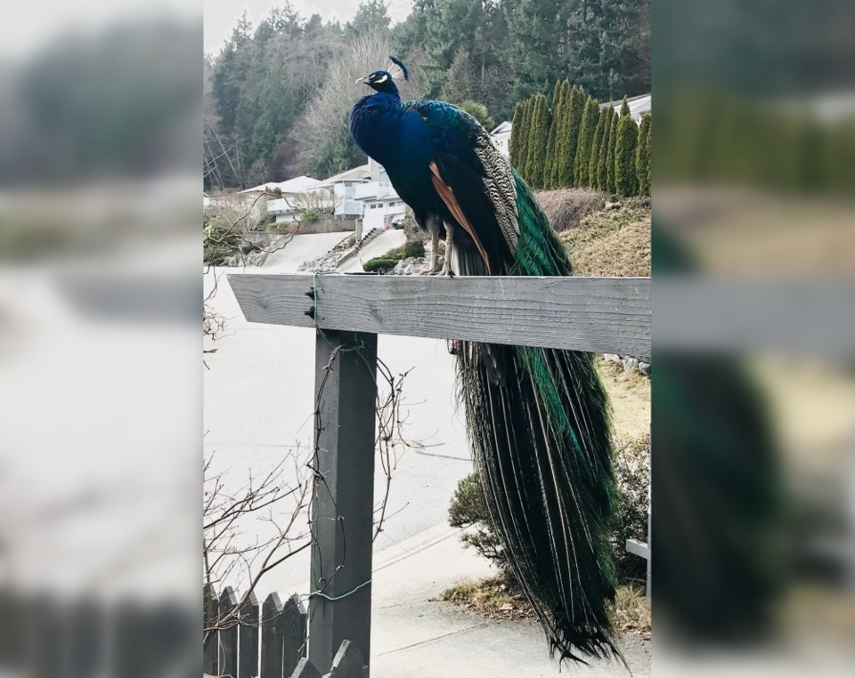 kyle-peacock