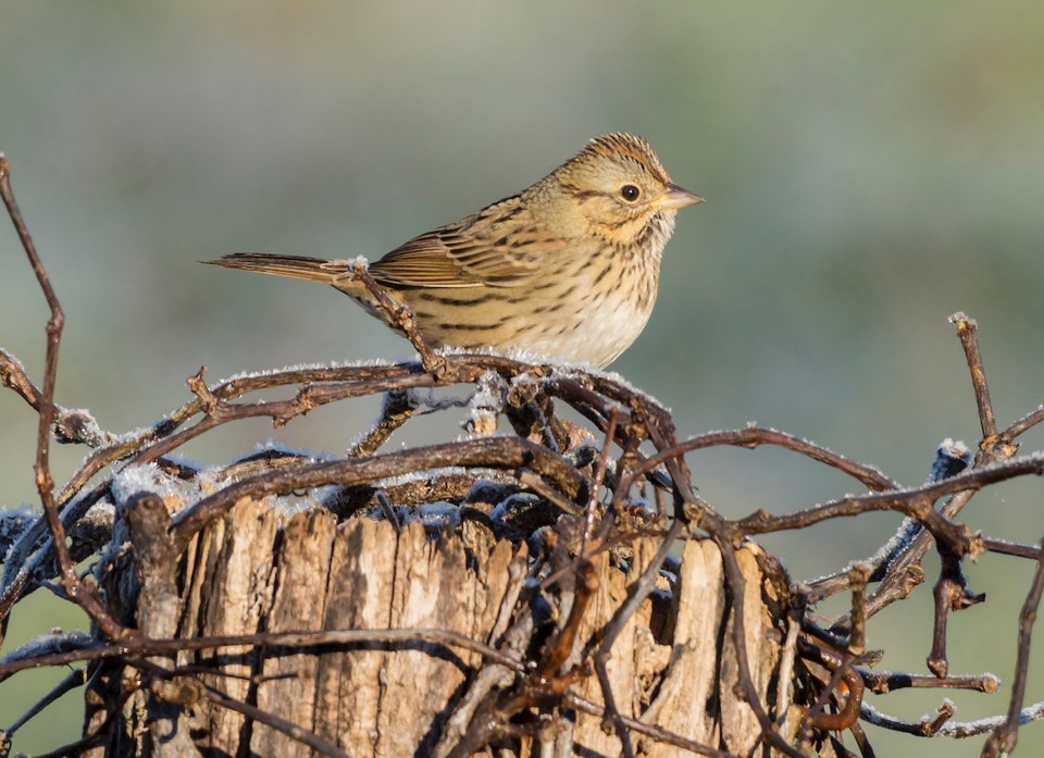 Lincoln’s Sparrow on a frosty morning