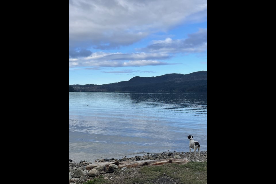 Lou greeting a seal friend in the ocean. 
