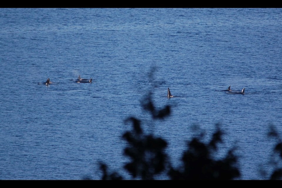 Kathy Clarke spotted members of the J-pod in Howe Sound on Dec. 14 from her Bowen Island home.