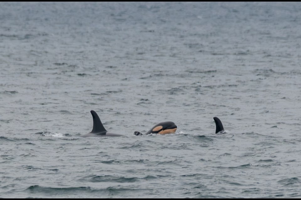A new calf was seen travelling past Roberts Creek and Davis Bay with the A42 pod on January 23, 2024.
