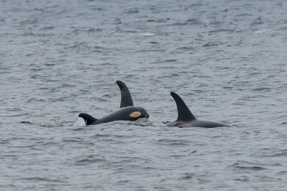 A baby orca swims closely to two mature whales.