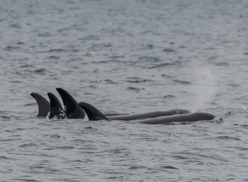 Four dorsal fins swim closely together.