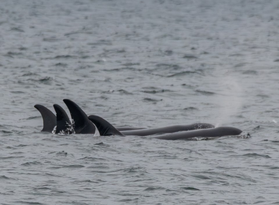 orcas-jan-23-3