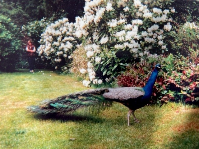 Former Sunshine Coast residents believe their peacock Peabod may be the mysterious late Kyle.