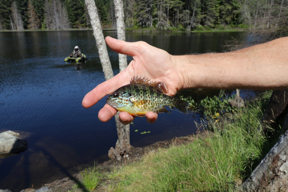 These Sunshine Coast stickleback face jeopardy from invasive fish - Coast  Reporter