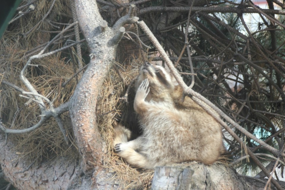A raccoon curled up in a tree next to Coast Reporter's office on Friday, March 10 for a nap. 