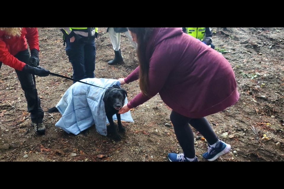 Racecar was rescued by Sunshine Coast ground SAR on Friday. 