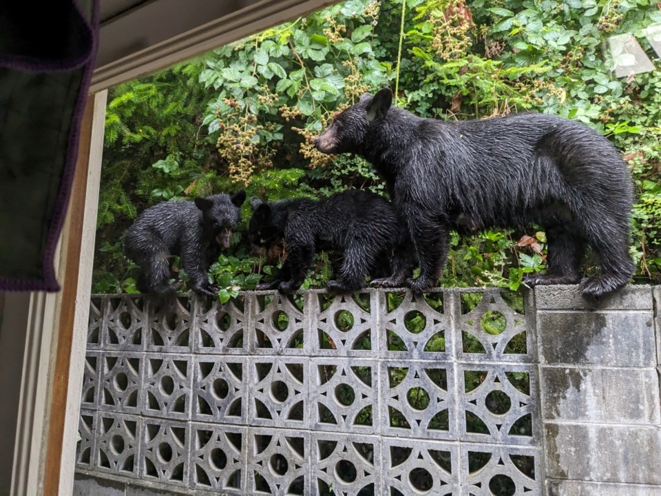 three-sechelt-black-bears