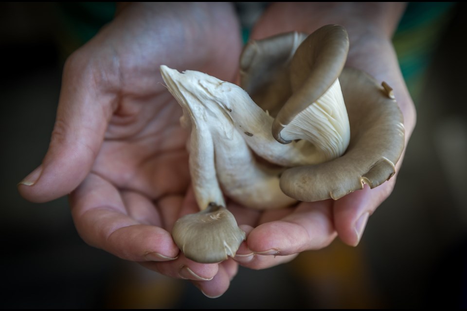 Andrea Coates holds an oyster mushroom at Shaggy Jack's.