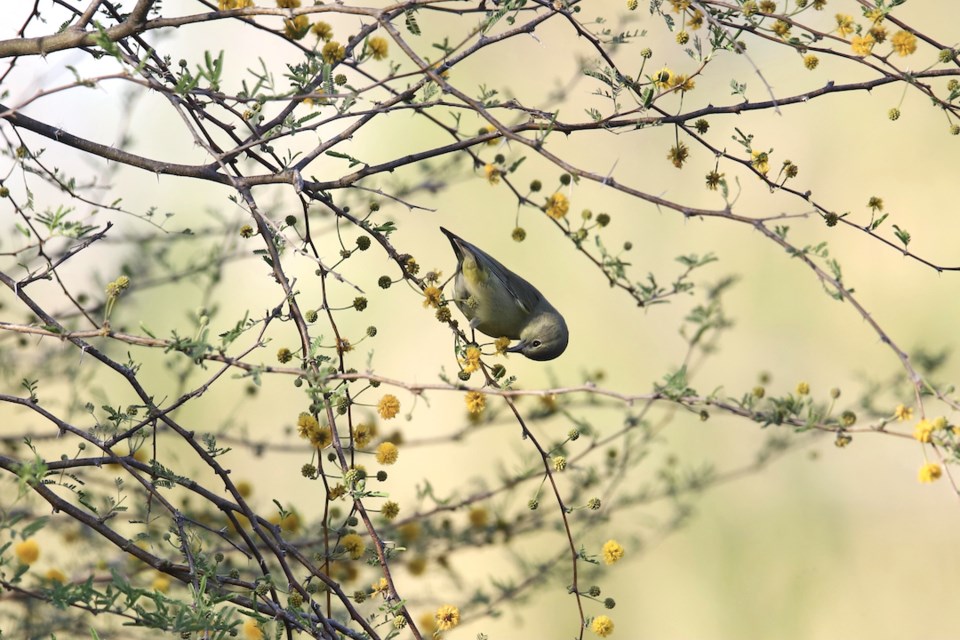 Orange-crowned warbler