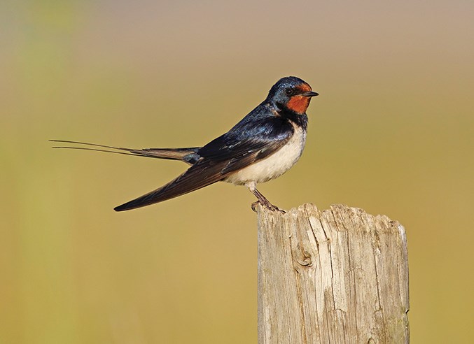 Barn Swallow