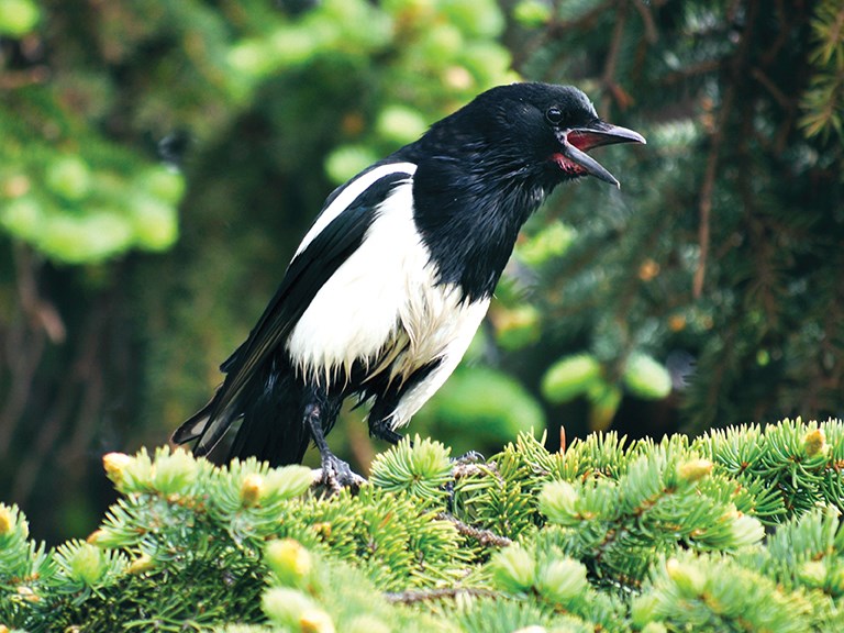 black-billed magpie_wikipedia.org