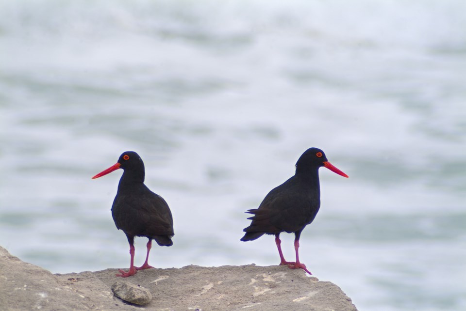 black oystercatcher