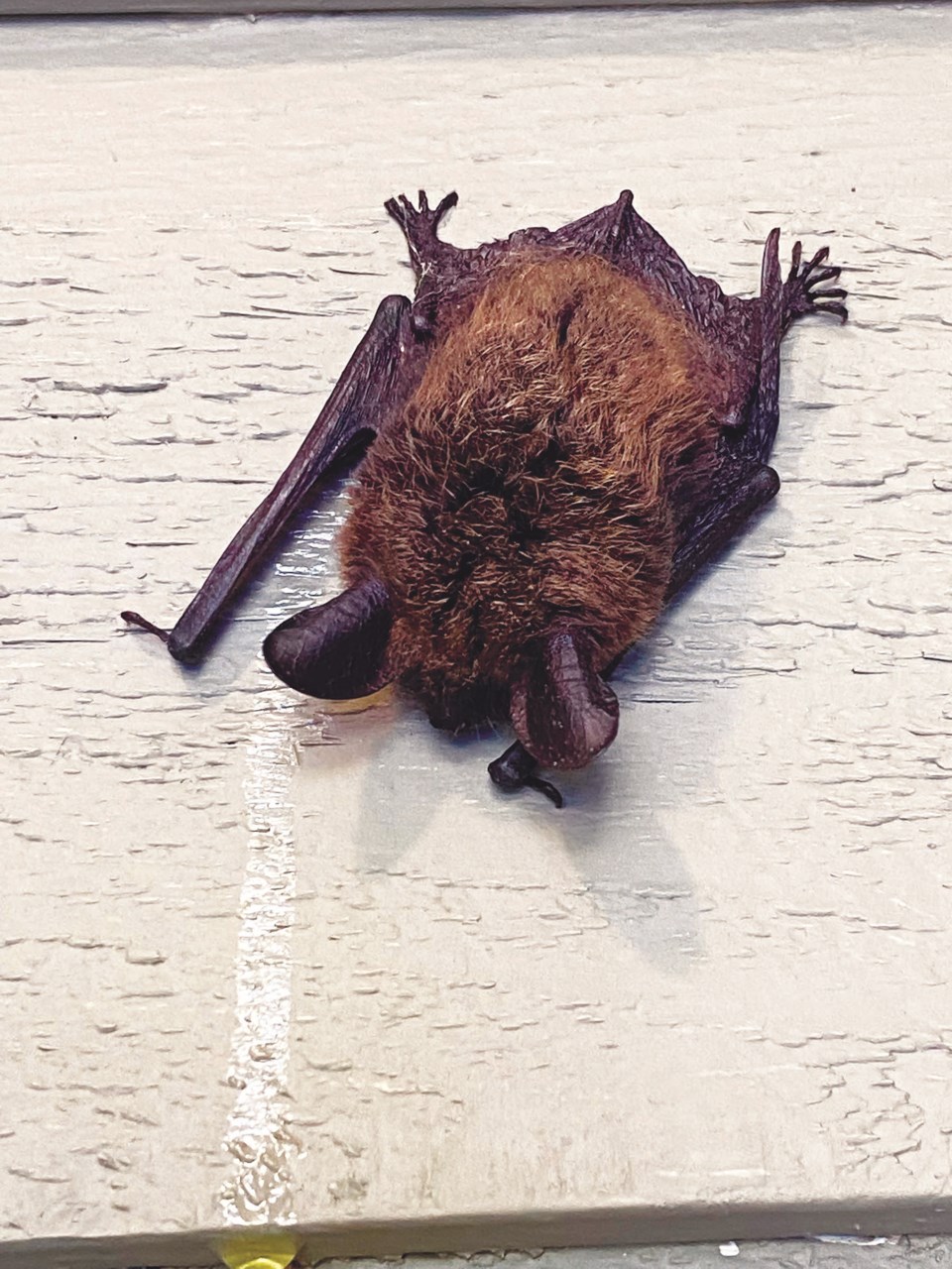 c-bat-roosting-on-wall-scwp_d