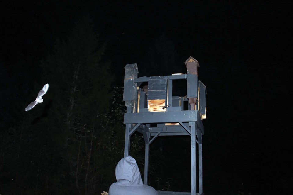 c-bats-emerge-from-a-bat-box-tower-on-the-sunshine-coast_d