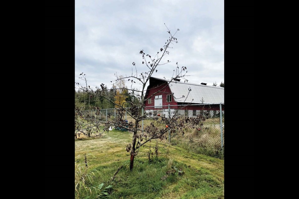 Banditry Cider is looking at digging a deeper pond with a new irrigation system as the drought has affected the trees and business of the Pratt Road cidery. 